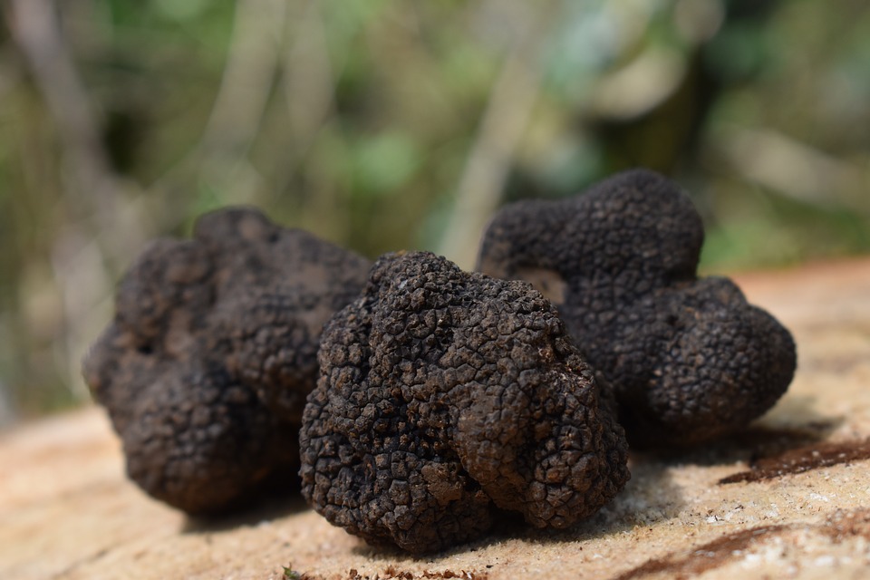 JOURNÉE TRUFFÉE