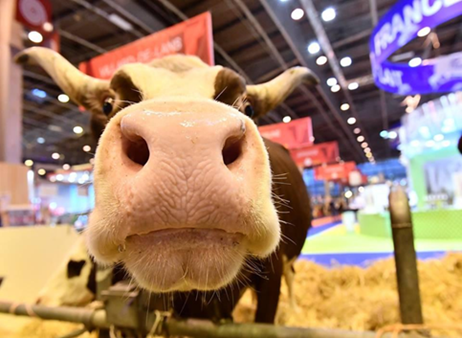 Le Salon de L'agriculture à Paris