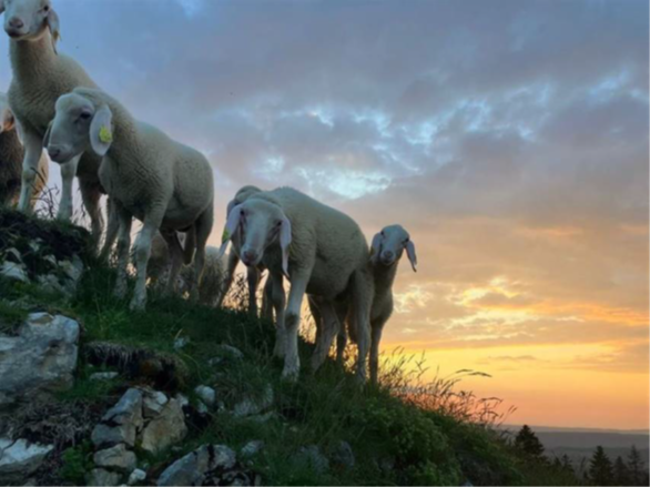 Journée à la Ferme Auberge de Pré Velard