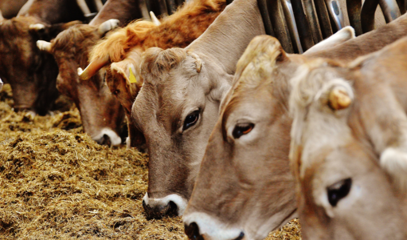 SALON DE L'AGRICULTURE