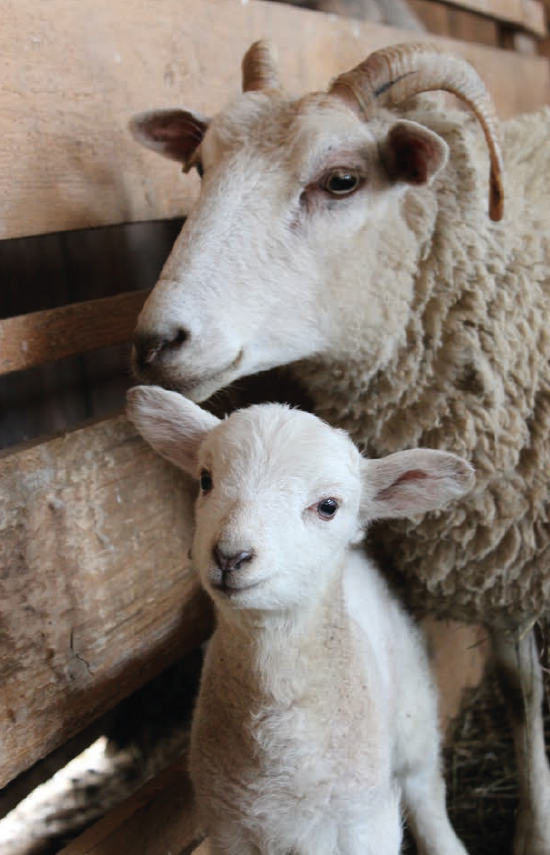 LA FOIRE DE BEAUCROISSANT