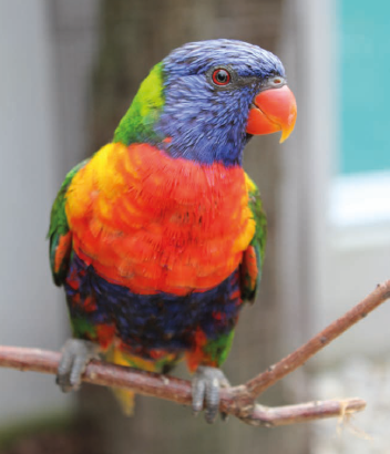 MAGIE ET ENVOLÉES AU PARC DES OISEAUX