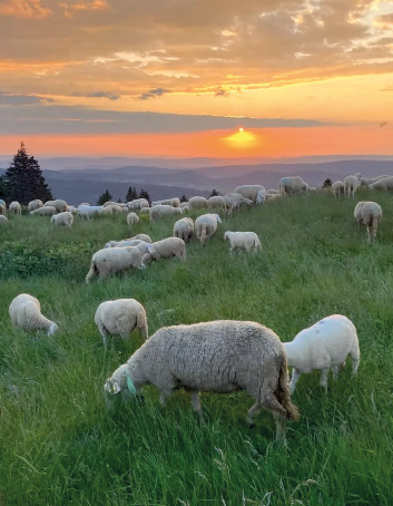 ESCAPADE GOURMANDE À LA FERME DU PRÉ VELARD