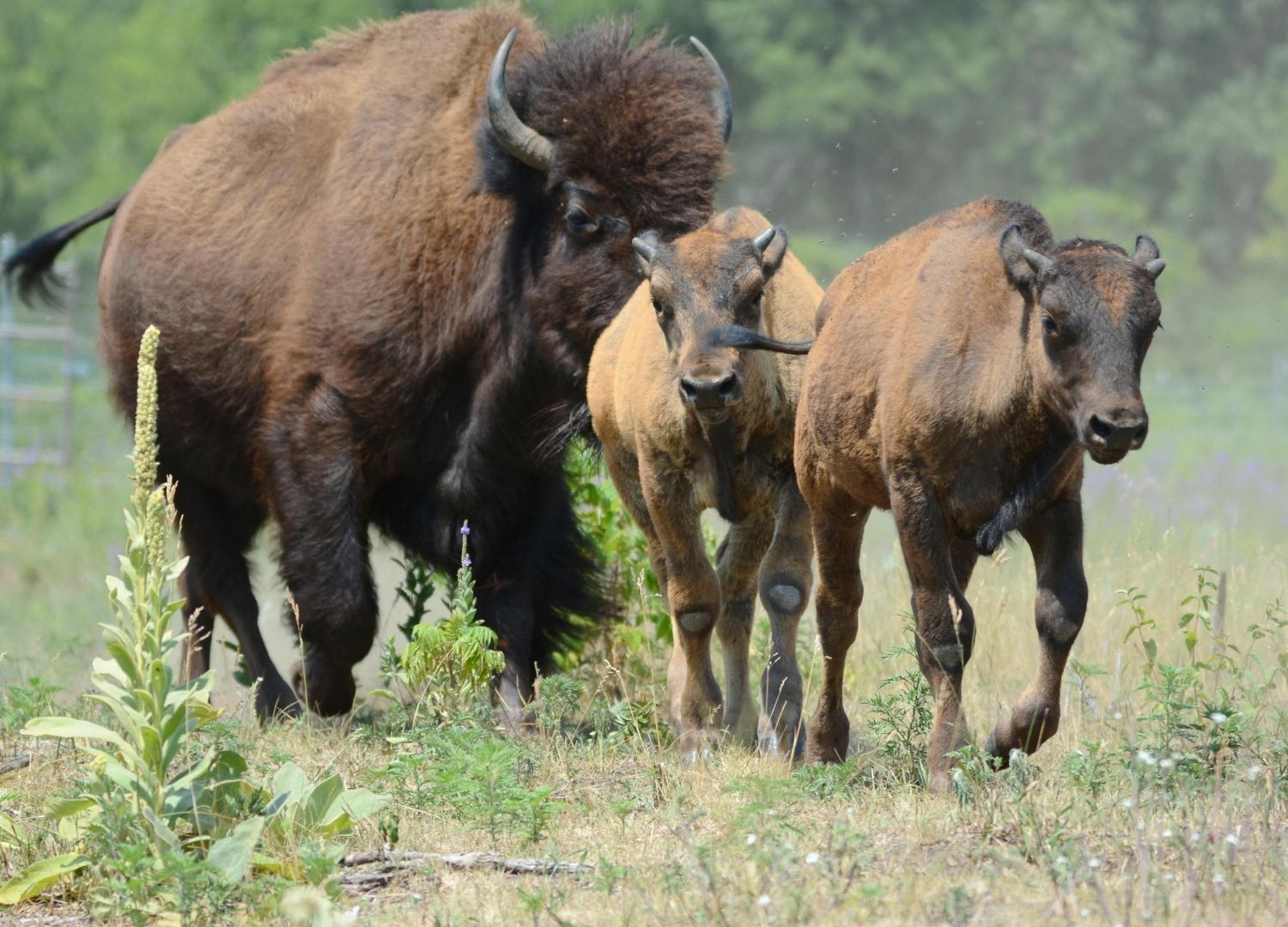 À LA RENCONTRE DES BISONS